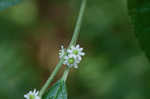 Common winterberry